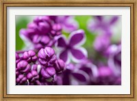 Purple Lilac Fine Art Print