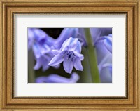 English Wood Hyacinth 1 Fine Art Print