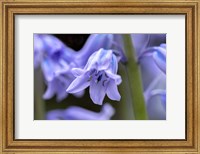English Wood Hyacinth 1 Fine Art Print