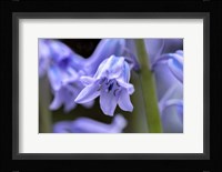 English Wood Hyacinth 1 Fine Art Print
