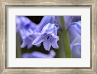 English Wood Hyacinth 1 Fine Art Print