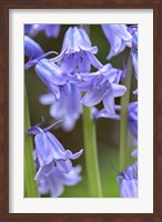 English Wood Hyacinth 2 Fine Art Print