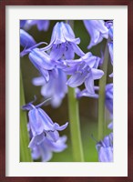 English Wood Hyacinth 2 Fine Art Print