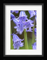 English Wood Hyacinth 2 Fine Art Print
