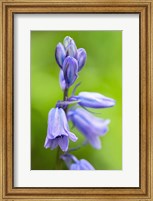 English Wood Hyacinth 3 Fine Art Print