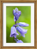 English Wood Hyacinth 3 Fine Art Print
