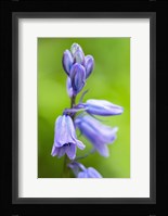 English Wood Hyacinth 3 Fine Art Print