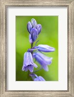 English Wood Hyacinth 3 Fine Art Print