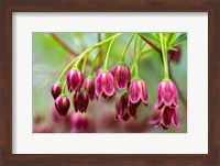 Mountain Azalea Fine Art Print