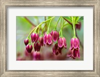 Mountain Azalea Fine Art Print