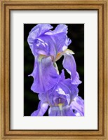 Bearded Iris Fine Art Print