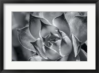 Hens And Chicks, Succulents 1 Fine Art Print