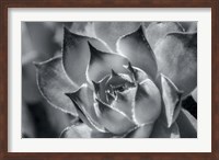 Hens And Chicks, Succulents 1 Fine Art Print