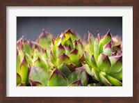 Hens And Chicks, Succulents 2 Fine Art Print