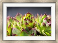 Hens And Chicks, Succulents 2 Fine Art Print