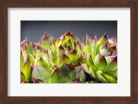 Hens And Chicks, Succulents 2 Fine Art Print