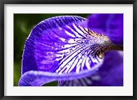Siberian Iris 1 Fine Art Print