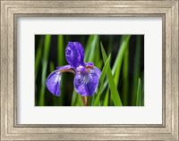 Siberian Iris 2 Fine Art Print