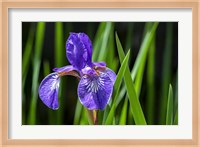 Siberian Iris 2 Fine Art Print