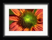 Orange Coneflower Fine Art Print