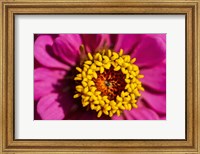 Pink Zinnia D Fine Art Print