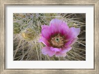 Flowers On Engelmann's Hedgehog Cactus Fine Art Print