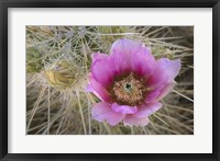 Flowers On Engelmann's Hedgehog Cactus Fine Art Print