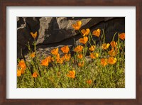California Poppies In Bloom Fine Art Print