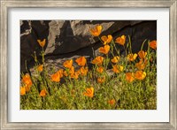 California Poppies In Bloom Fine Art Print