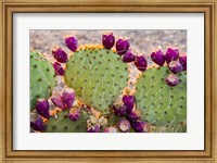 California Prickly Pear Cactus Fine Art Print