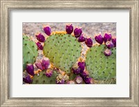 California Prickly Pear Cactus Fine Art Print