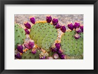 California Prickly Pear Cactus Fine Art Print