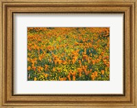 California Poppies And Goldfield Fine Art Print