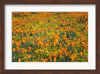 California Poppies And Goldfield Fine Art Print