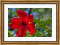 Hibiscus Flower Fine Art Print