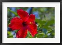 Hibiscus Flower Fine Art Print