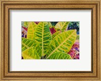 Tropical Foliage Detail 3 Fine Art Print