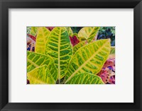 Tropical Foliage Detail 3 Fine Art Print