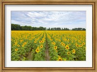 Sunflowers In Field Fine Art Print