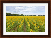 Sunflowers In Field Fine Art Print