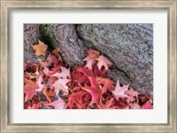 Red Maple Leaves Fine Art Print
