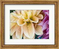 Yellow Dahlia Fine Art Print