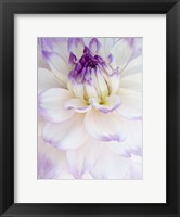 White Dahlia with Purple Edges Fine Art Print