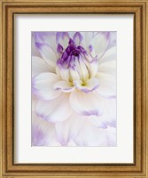 White Dahlia with Purple Edges Fine Art Print