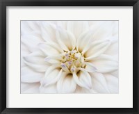 White Dahlia Fine Art Print