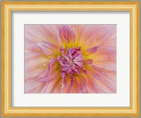 Macro Of A Dahlia Fine Art Print