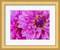 Hot Pink Dahlia Fine Art Print