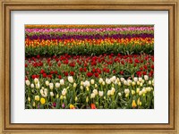Tulip Field In Bloom Fine Art Print