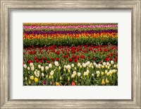 Tulip Field In Bloom Fine Art Print