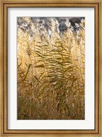 Utah Grasses Along The Fremont River Fine Art Print